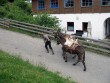 MC tur til Harzen i 6 dage i 2010