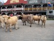 MC tur til Harzen i 6 dage i 2010